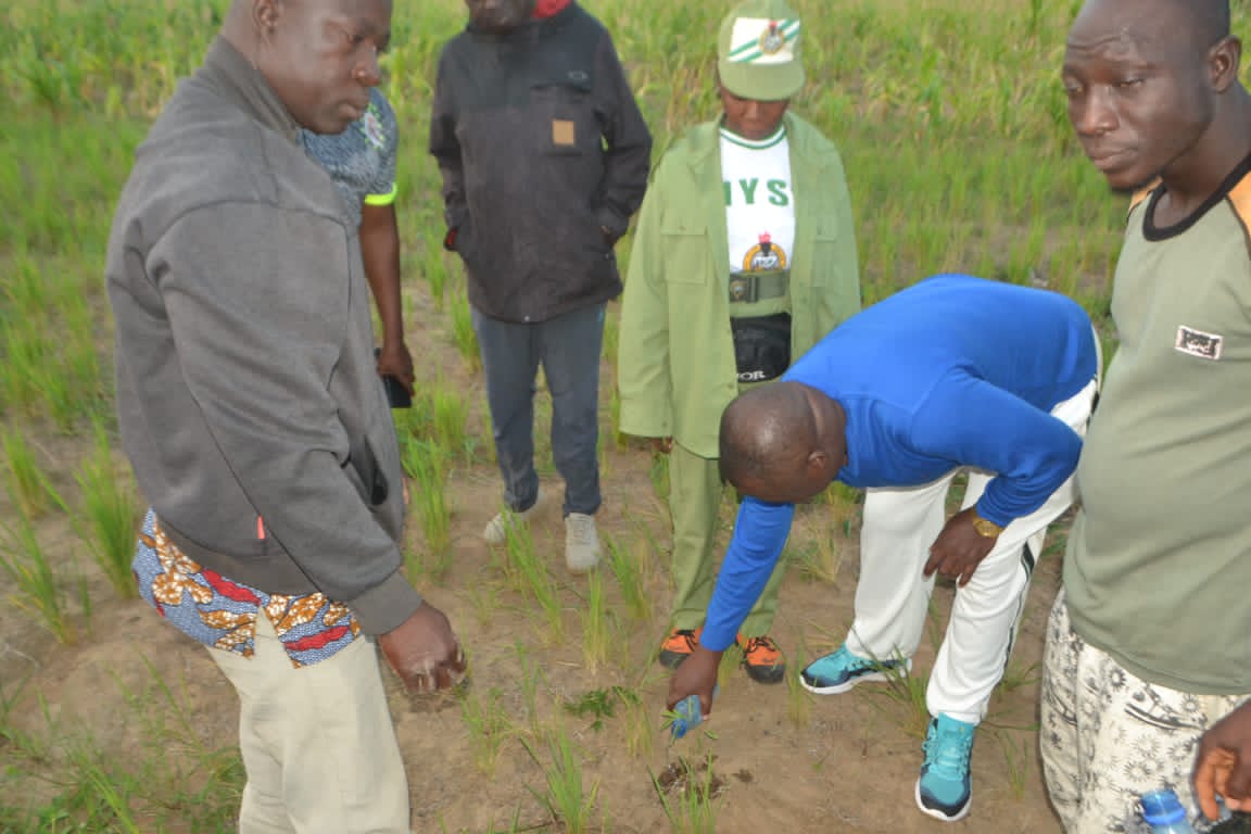 NYSC Kwara fights deforestation with Tree Planting Campaign – The ...